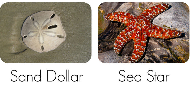 11.12: Echinoderms