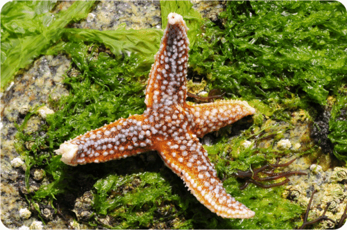 Tube feet of a sea star