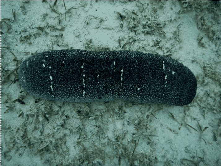 Researchers in the Philippines find an efficient way to scale up sea cucumber production