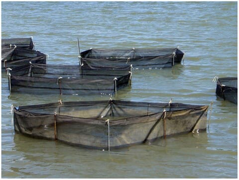 Researchers in the Philippines find an efficient way to scale up sea cucumber production 8 square mesh net in shallow water