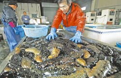 Researchers in the Philippines find an efficient way to scale up sea cucumber production 6 Sea cucumbers piled on a table with a person standing in the background
