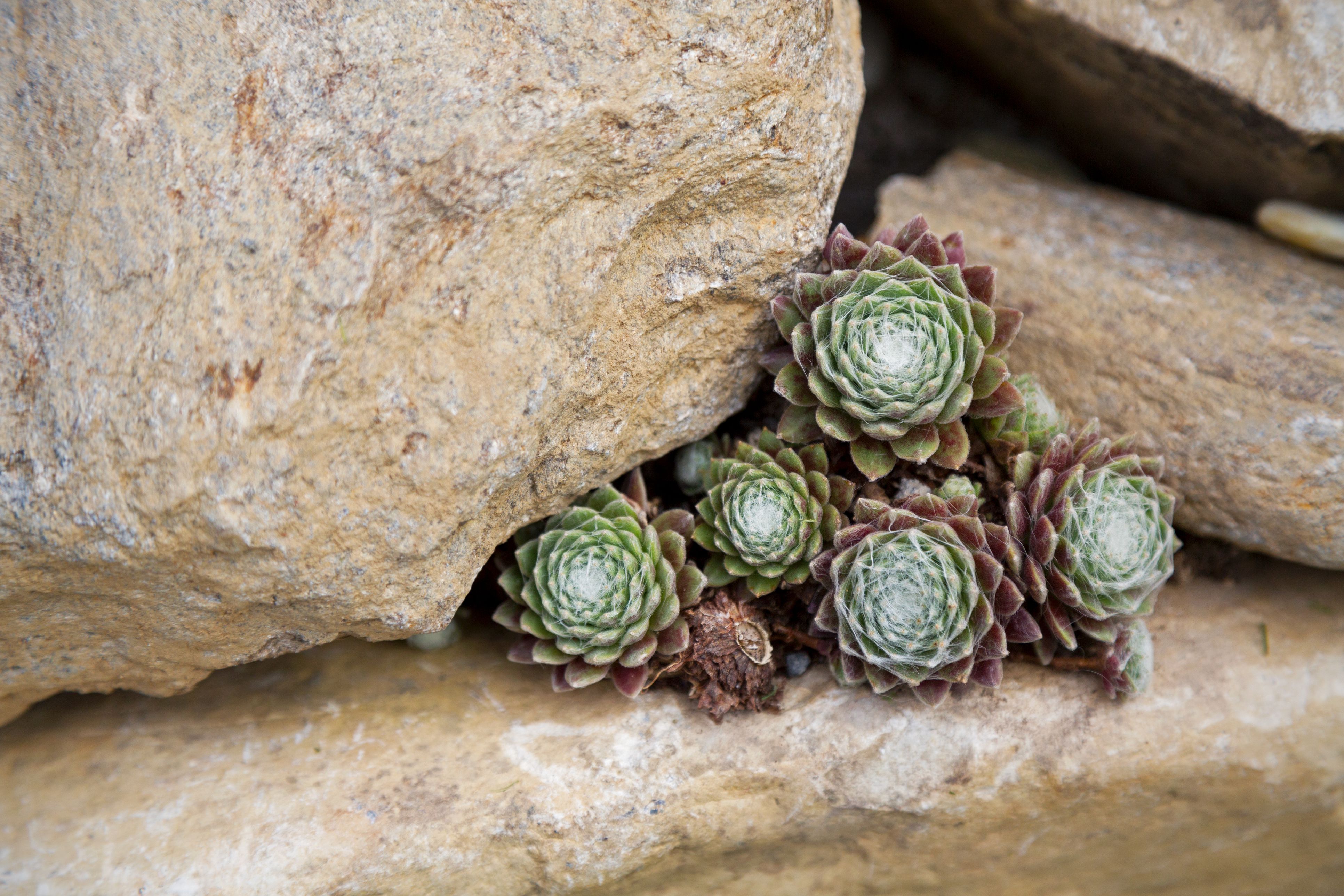 Sempervivum arachnoideum (Houseleek), Hen and chicks plant