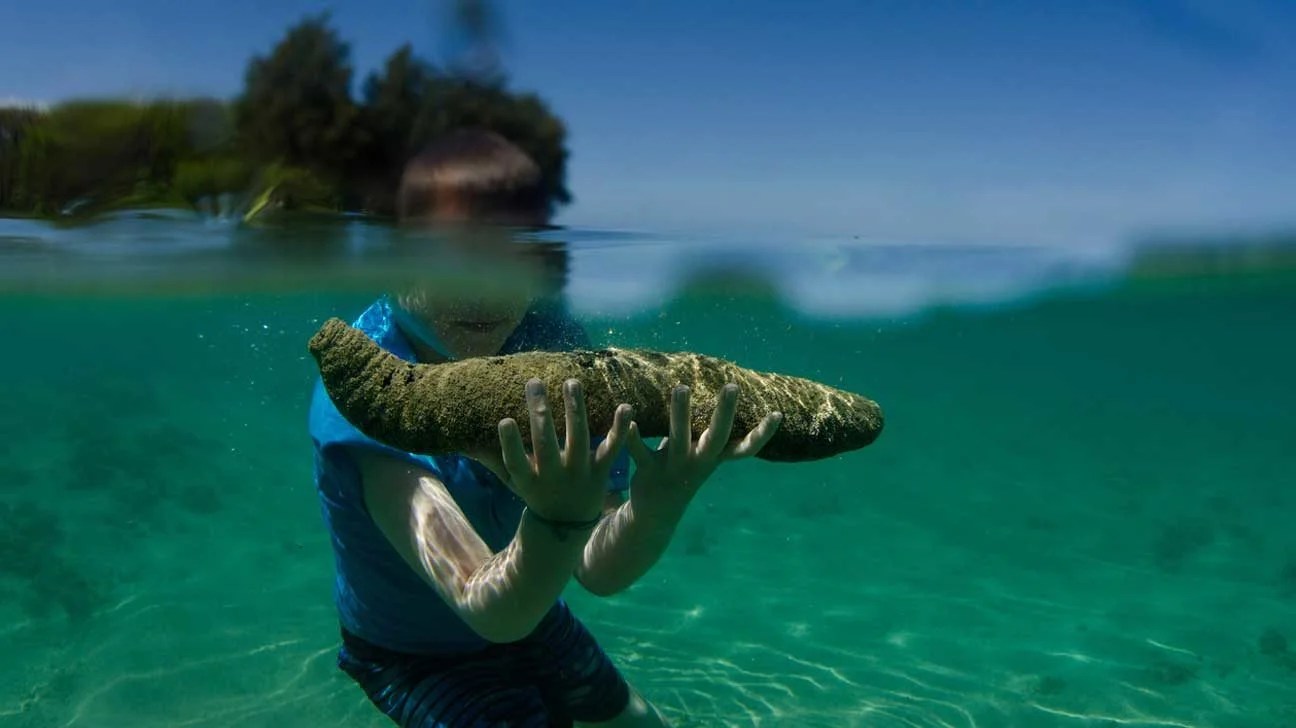 sea cucumber food health benefits 1296x728