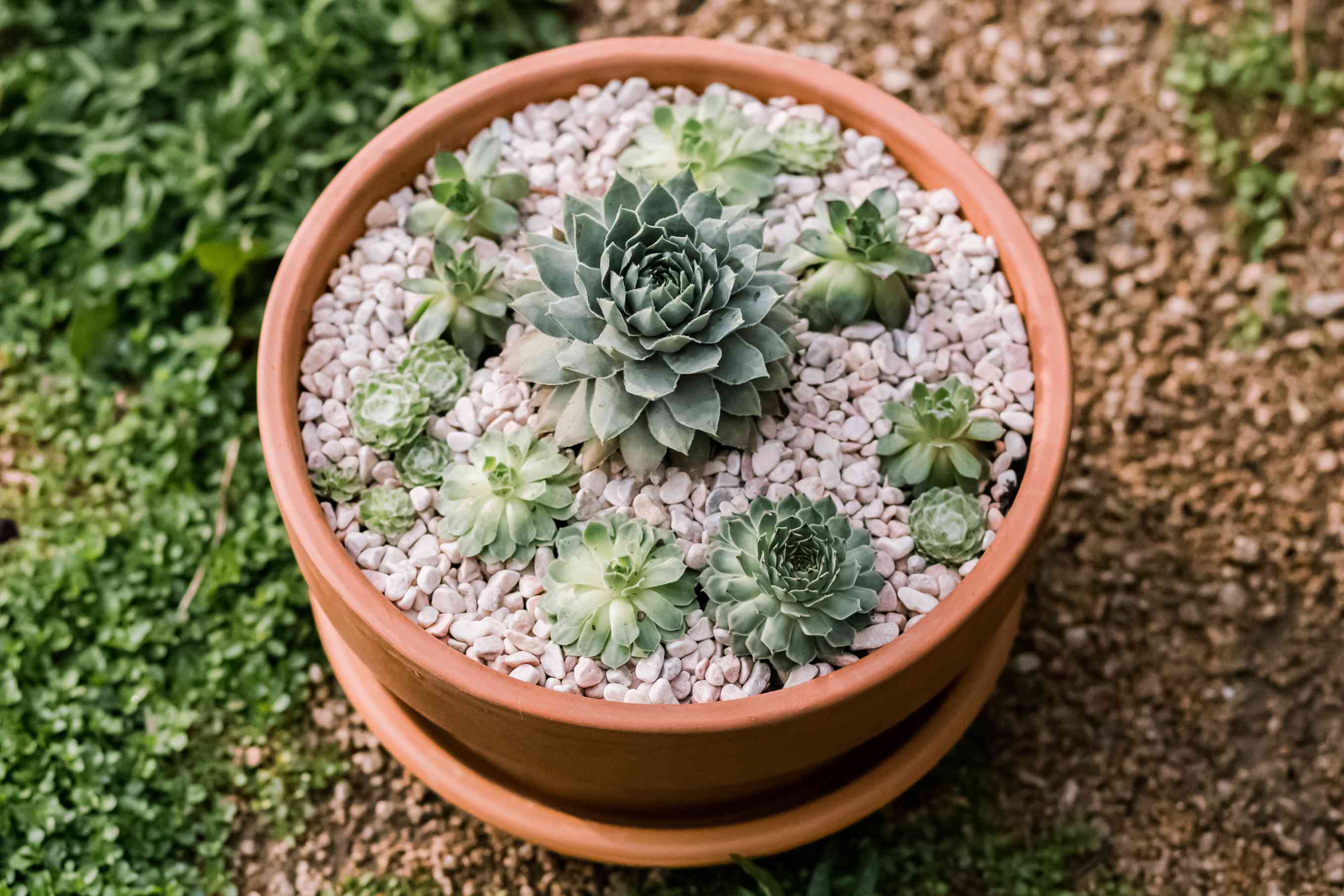 hens and chicks succulents in a container
