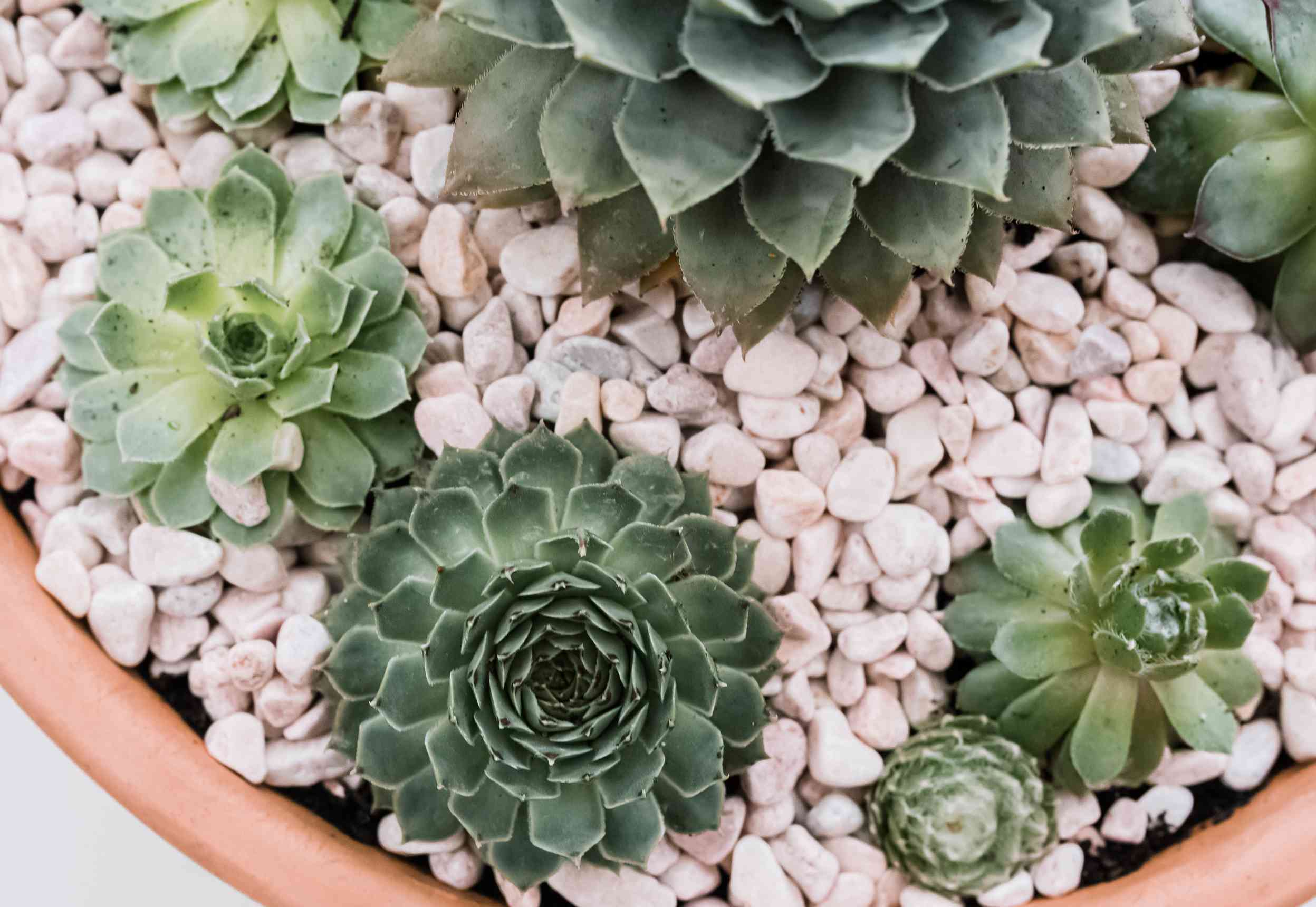 closeup of hens and chicks succulents