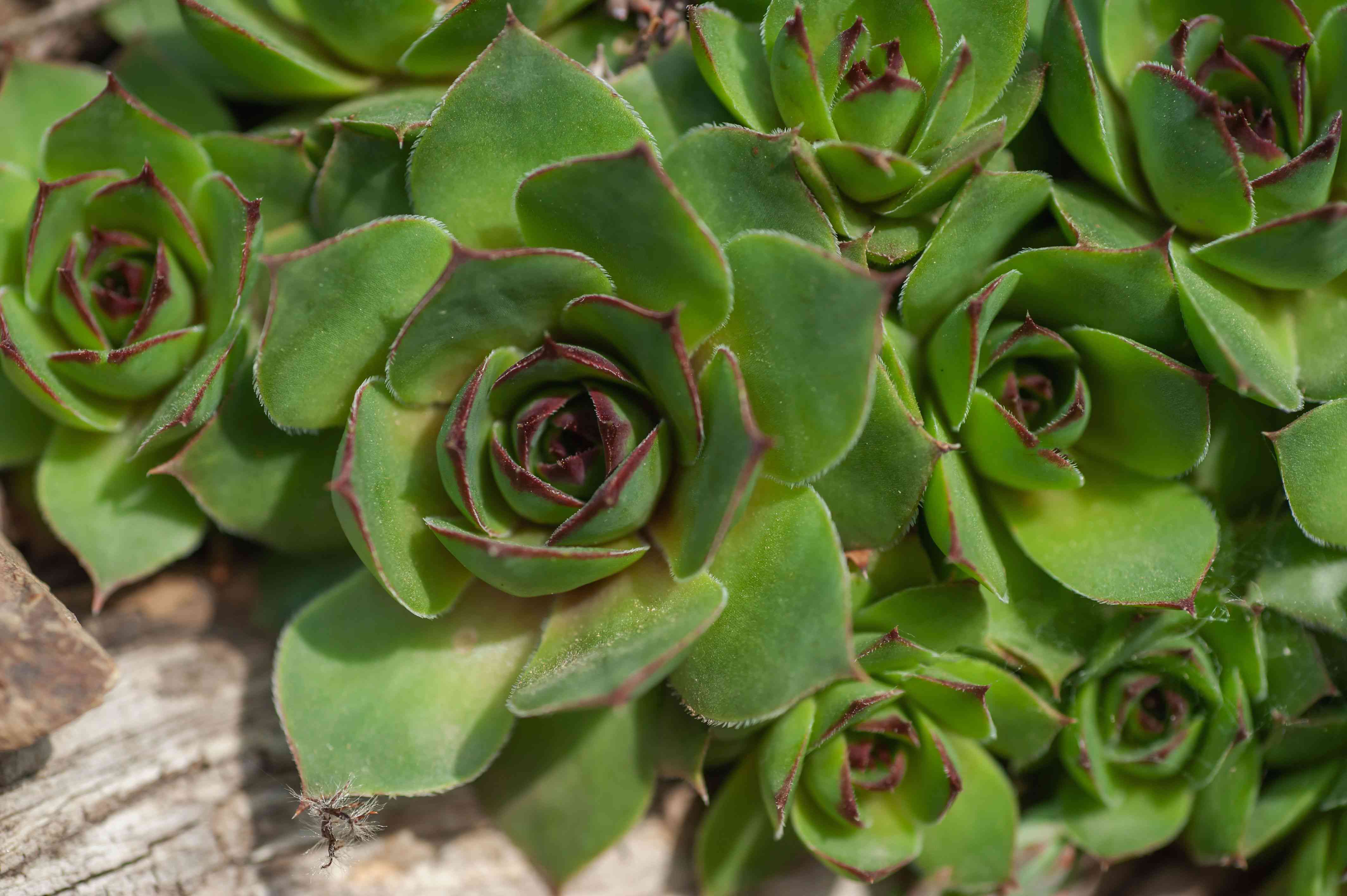 Hens and chicks succulent with green leaves closeup