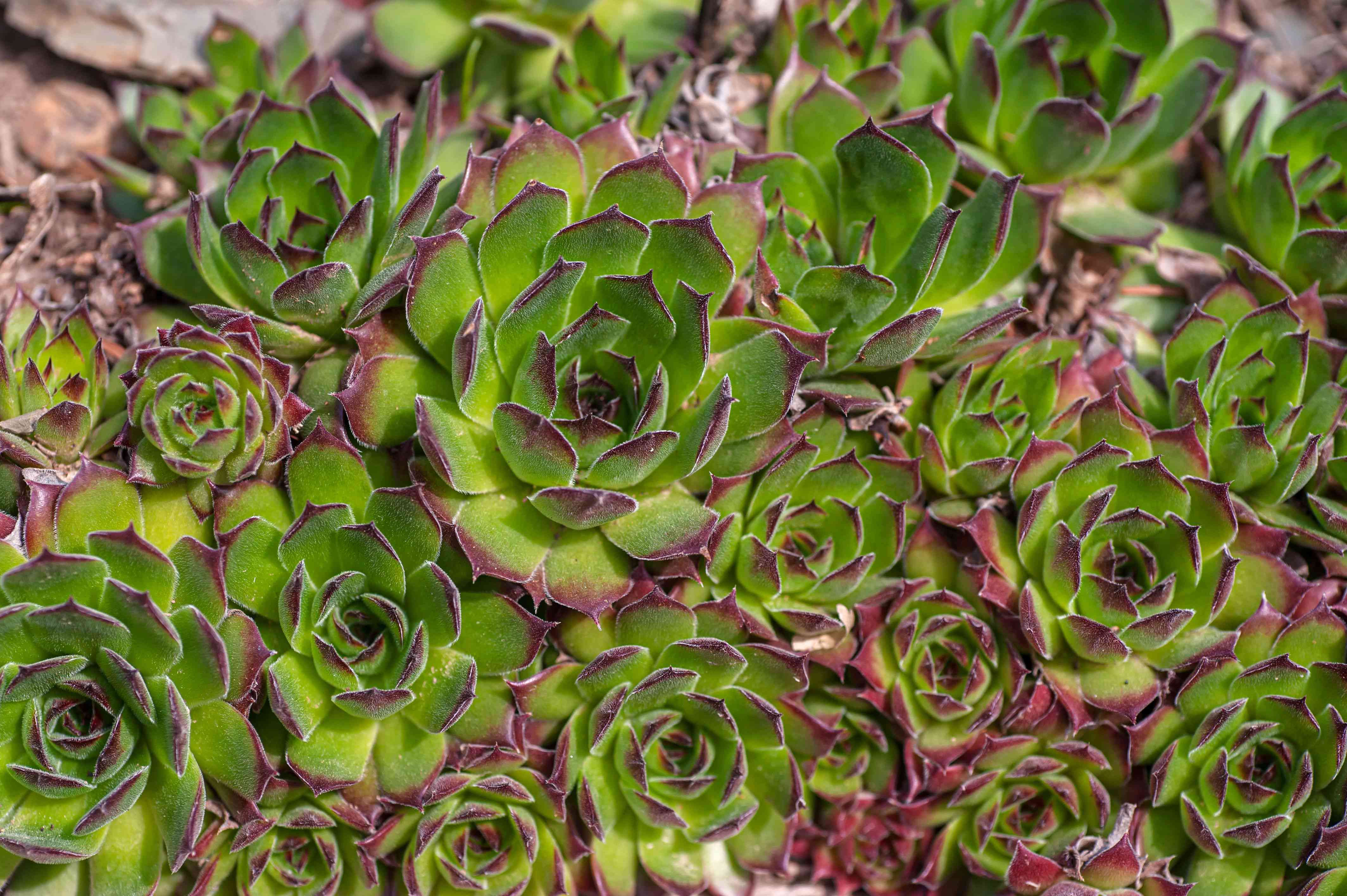 Hens and chicks succulent with green leaves and pink tips clustered together 