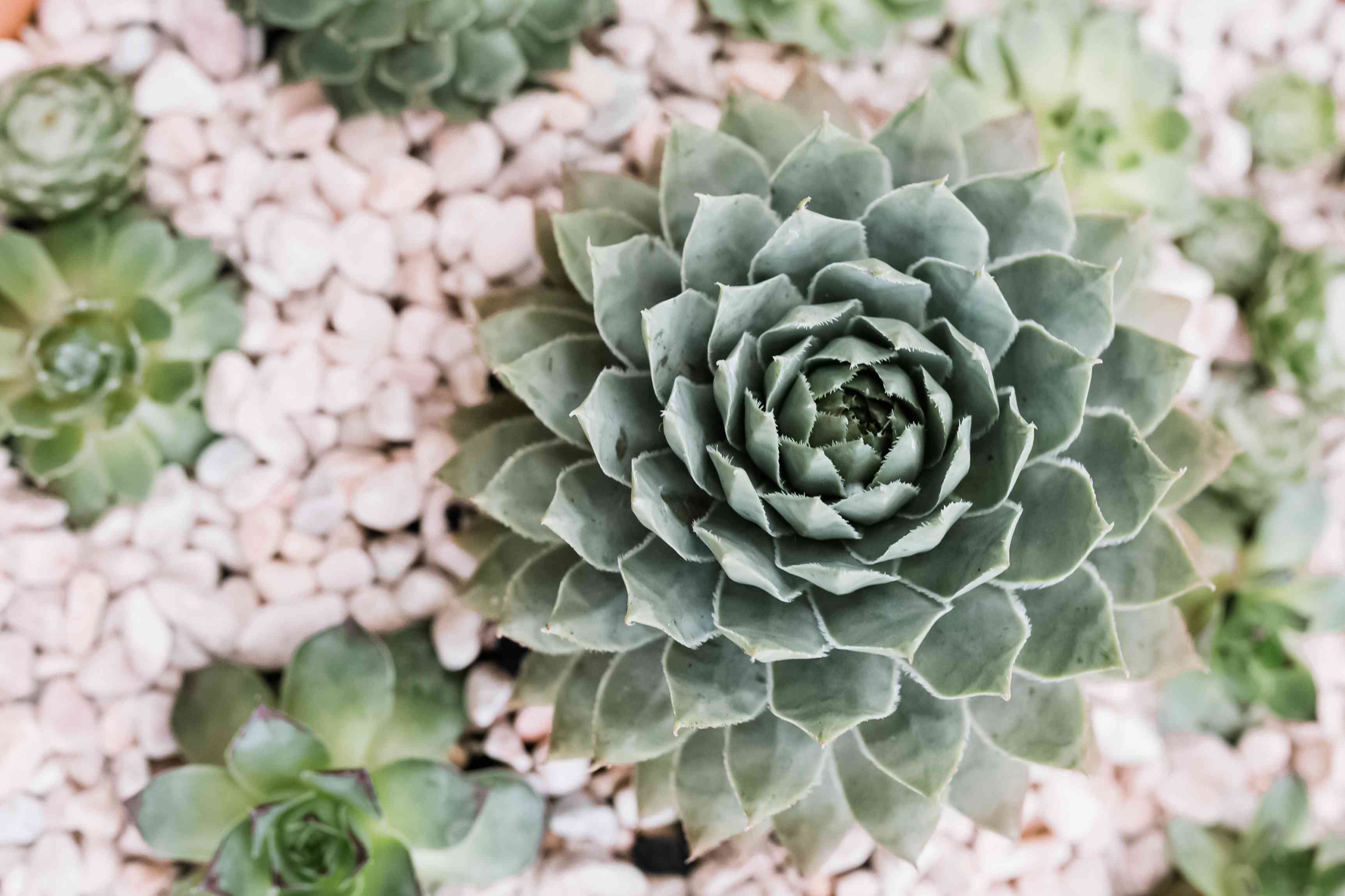How to Grow and Care for Hens and Chicks (House Leek)