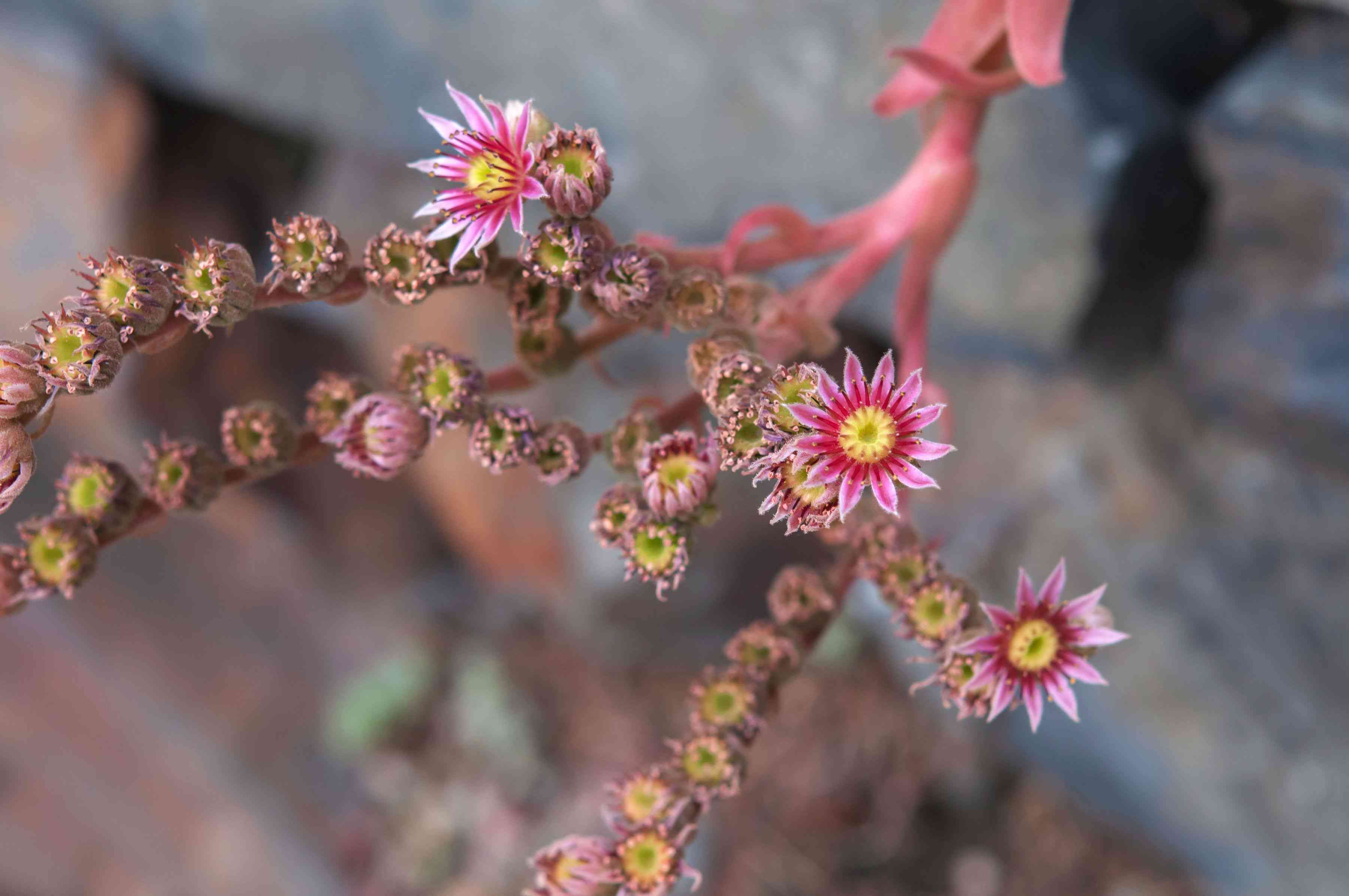Hens and chicks succulent flower stalk with small pink flowers closeup 