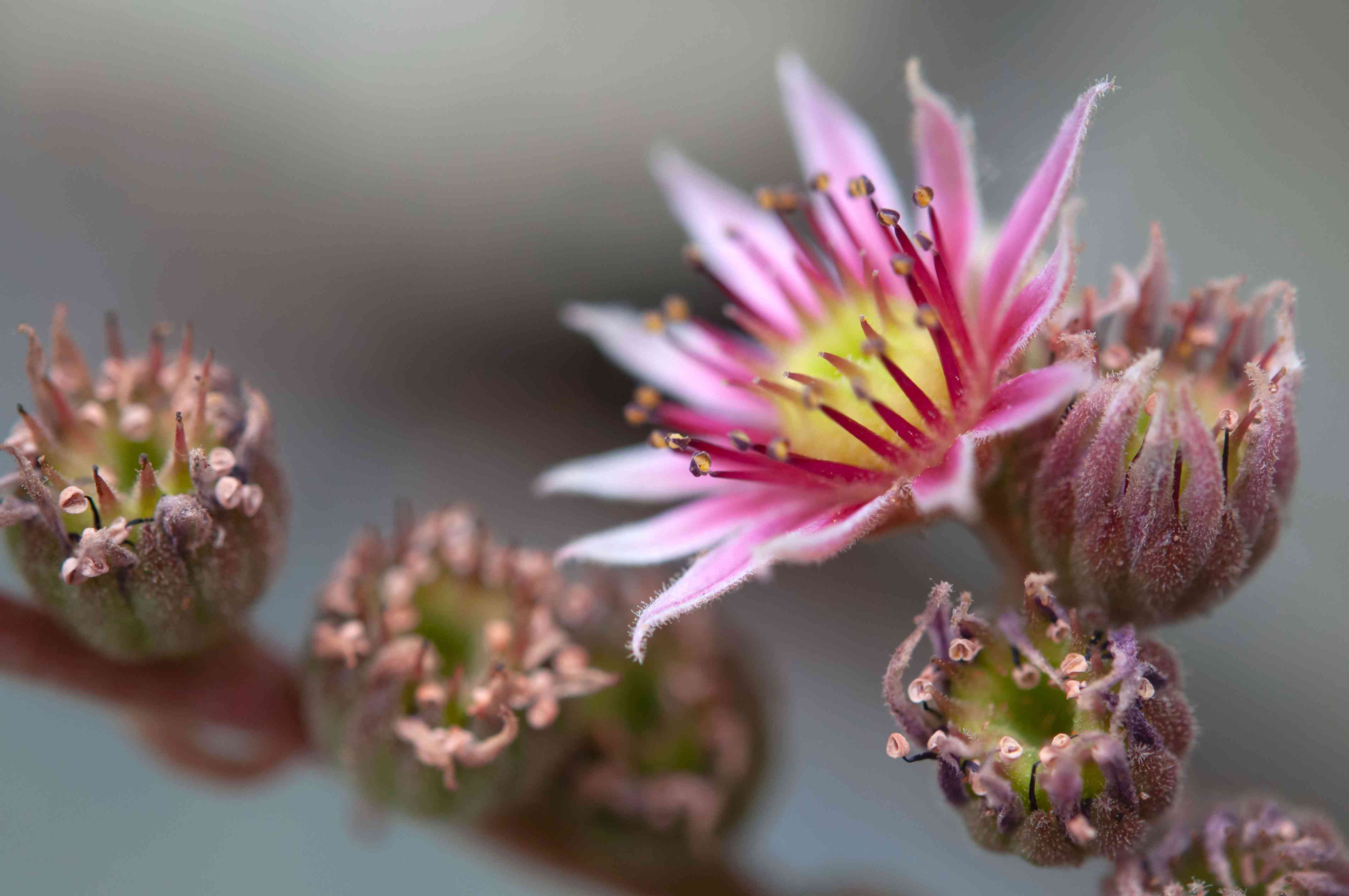 Hens and chicks succulent flower and buds closeup