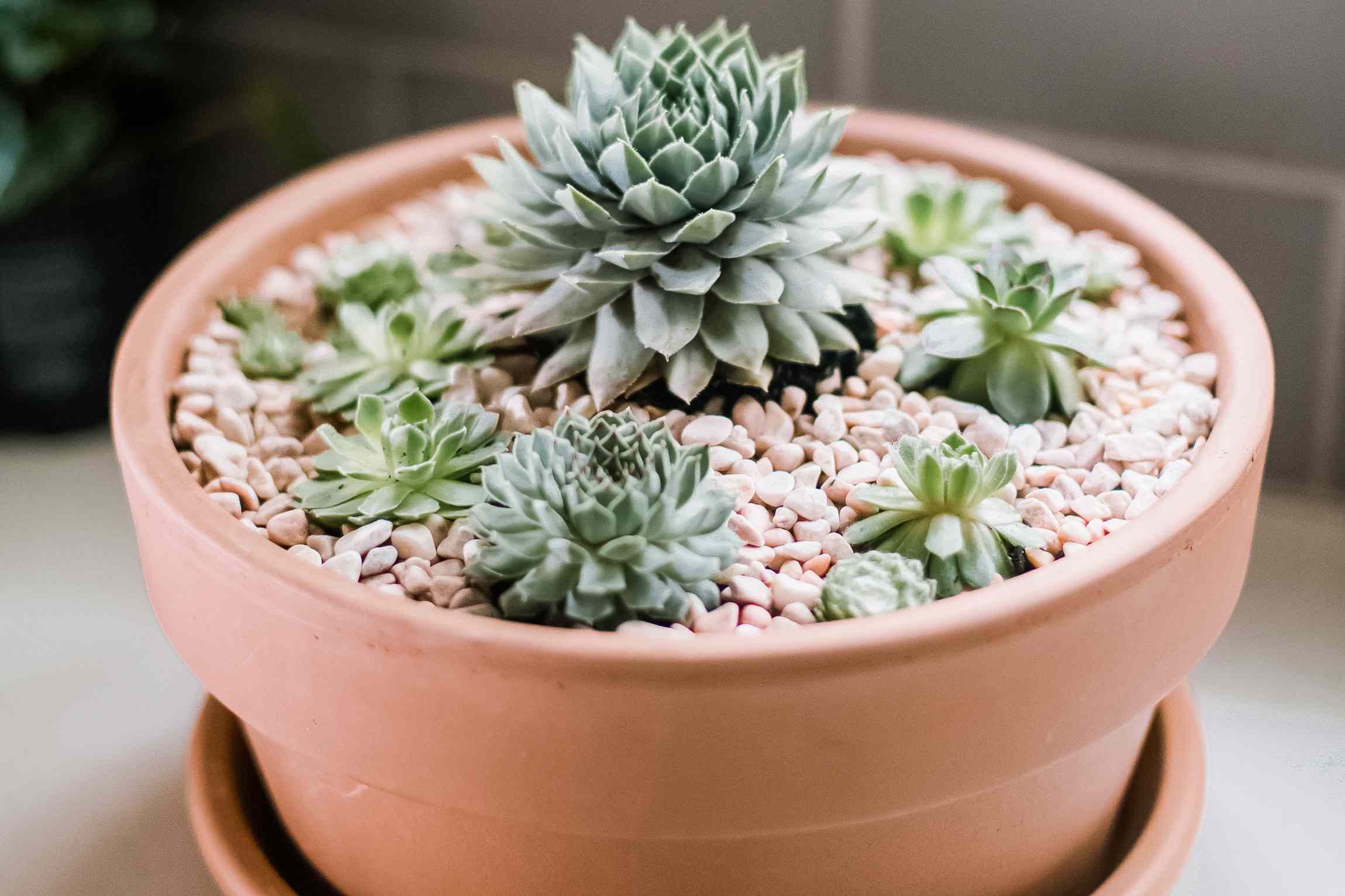 hens and chicks succulents growing indoors in a container