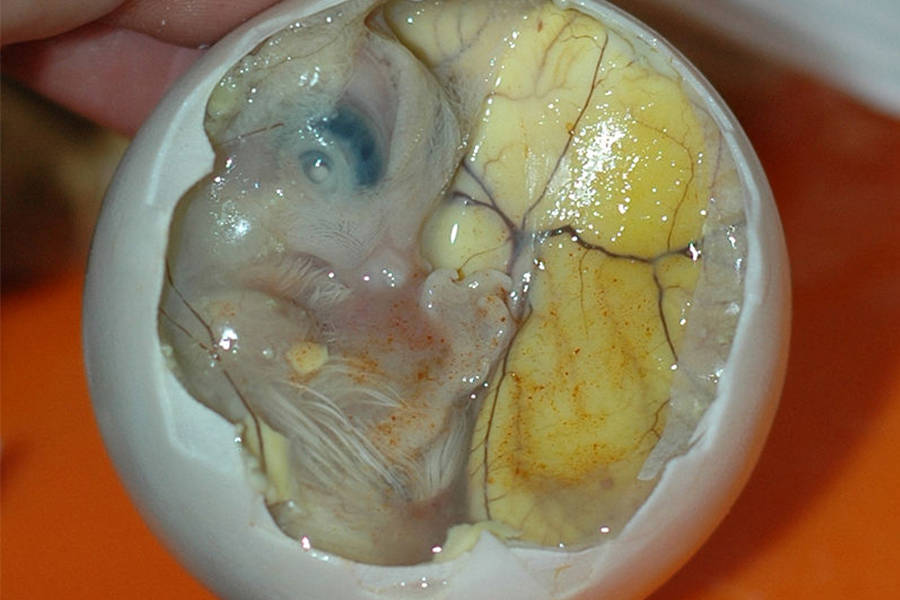 Balut, The Controversial Street Food Made From Fertilized Duck Eggs