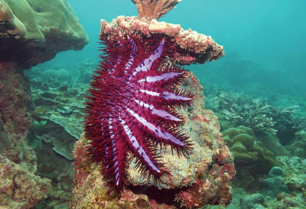 crown of thorns sea star