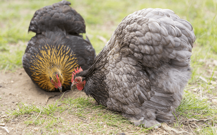 Cochin Chicken: Breed Profile, Care Guide and More…