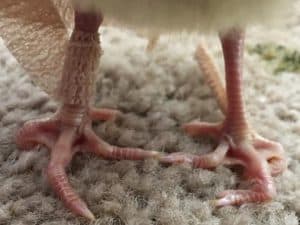 What Causes and How To Fix Crooked Toes on Chicks