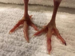 After 36 hours in the splint, toes are almost perfect!
