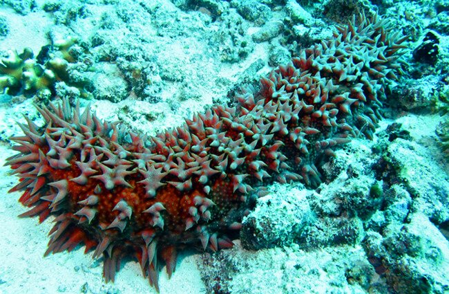 Sea Cucumber at Barracuda Point, in Malaysia Photo by: Bernard DUPONT https://creativecommons.org/licenses/by-sa/2.0/ 