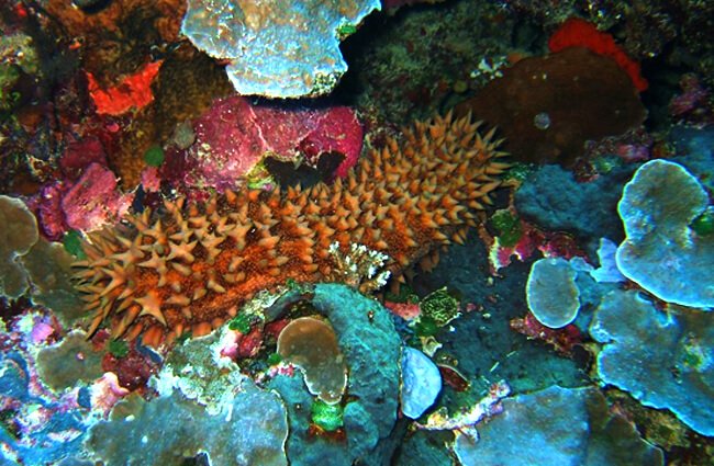 Sea Cucumber on the colorful ocean floor Photo by: Stephen Masters https://creativecommons.org/licenses/by-sa/2.0/ 