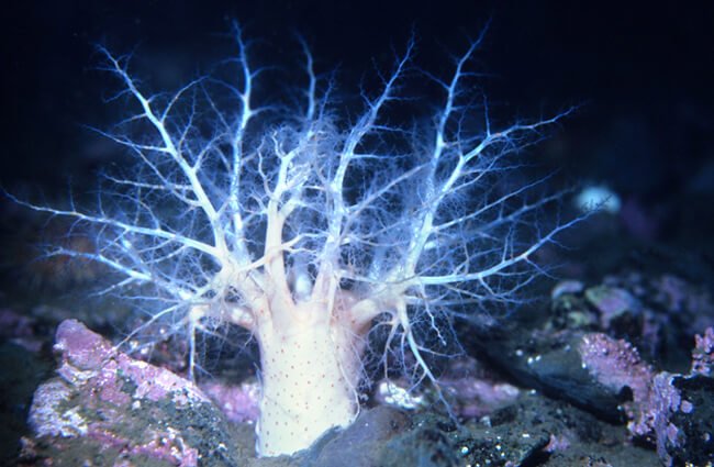 A brilliant white Sea Cucumber Photo by: Derek Keats https://creativecommons.org/licenses/by-sa/2.0/ 