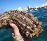 A Diver Showing Off A Sea Cucumberphoto By: Florida Fish And Wildlifehttps://Creativecommons.org/Licenses/By-Sa/2.0/