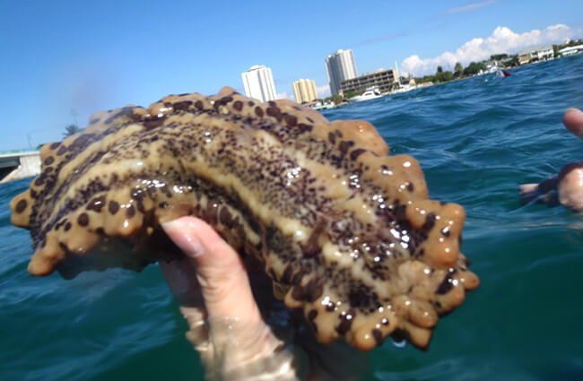 A diver showing off a Sea CucumberPhoto by: Florida Fish and Wildlifehttps://creativecommons.org/licenses/by-sa/2.0/
