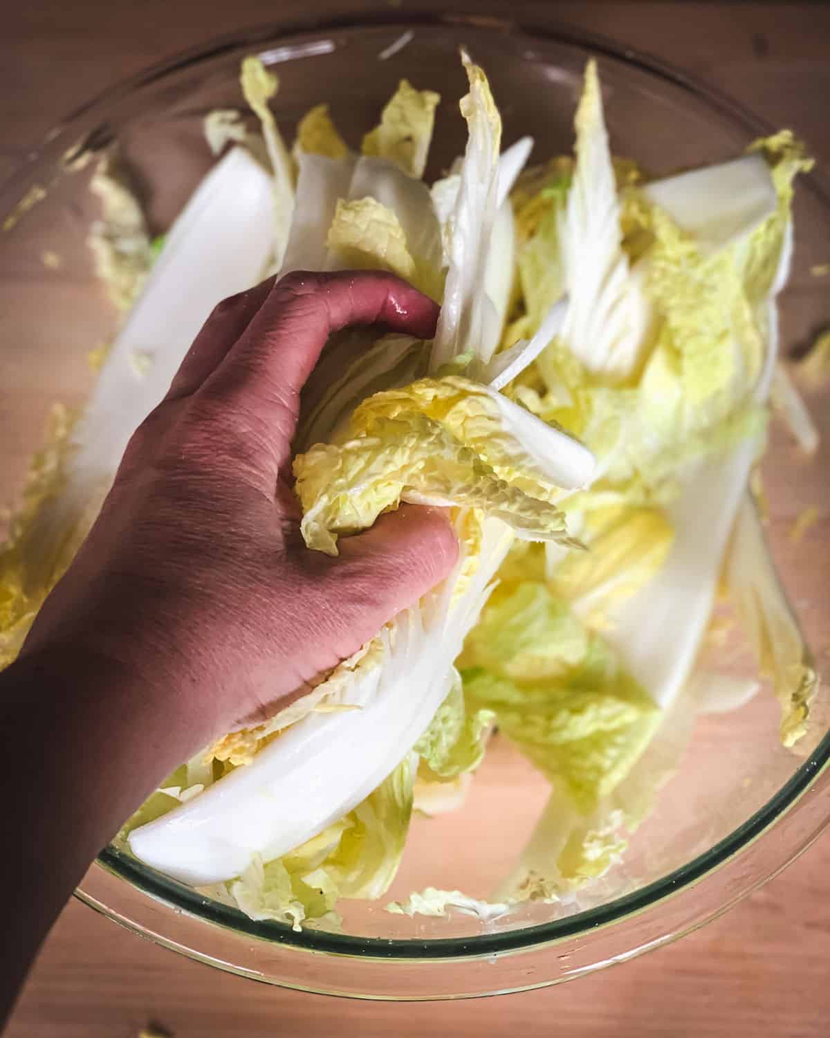 Kimchi is a spicy Korean side dish that is traditionally fermented, similar to sauerkraut. It is usually made with napa cabbage along with other vegetables like carrots, onions, ginger, and garlic. Korean chili flakes give it a spicy kick! Kimchi is surprisingly easy to make and so delicious! a hand massaging the salt into the cabbage