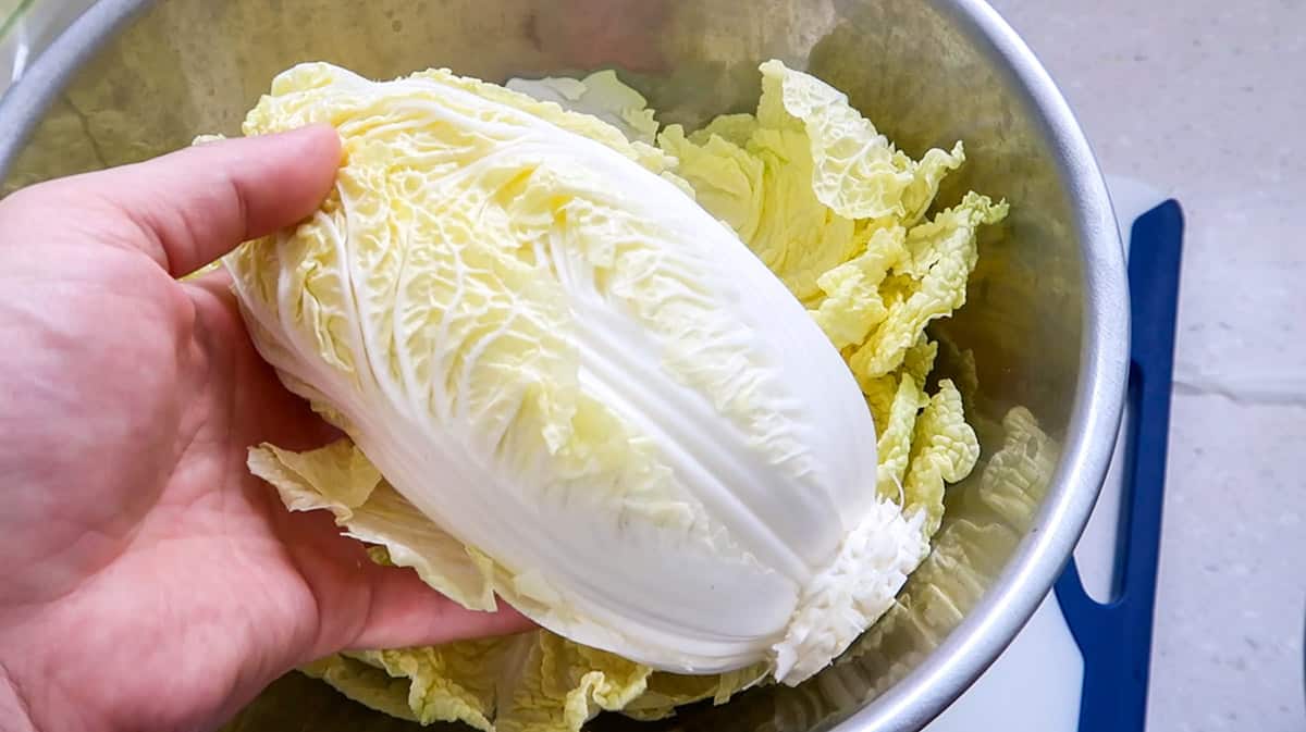 Baby Napa Cabbage 2