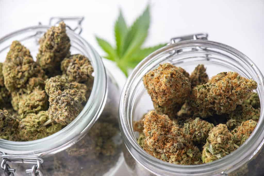 10 Top Jungle Boys Strains Review