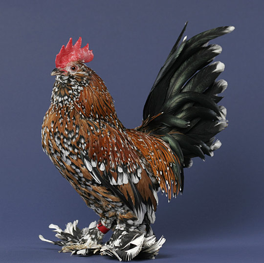 Chicken Breeds With Feathered Feet