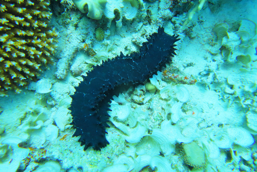 Everything You Never Knew About Sea Cucumbers – 30A