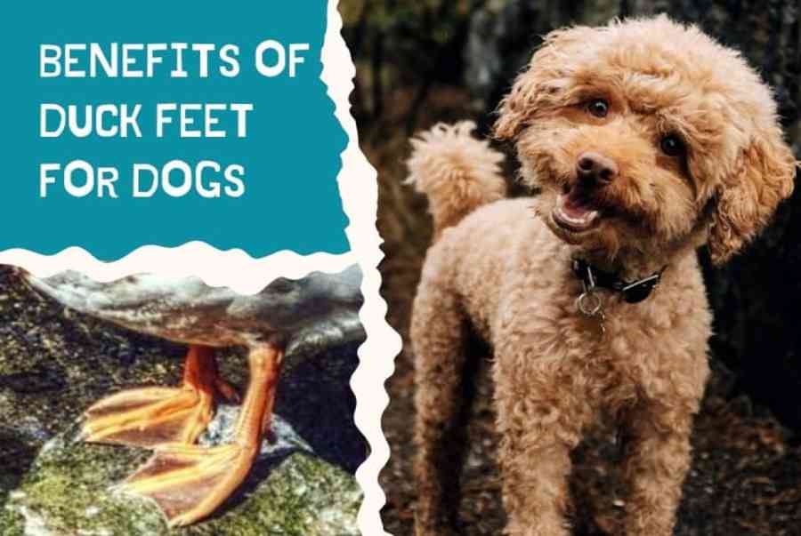 benefits-of-duck-feet-for-dogs-natural-dog-treats-hey-review-food